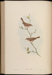 Sylvia nana de John Gould